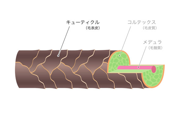 キューティクルの構造